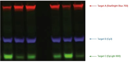 Вестерн-блот с одновременным детектированием трех целевых белков